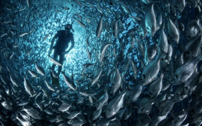 Big Data e IA en la acuicultura: el primer sistema avanzado de conteo de peces en granjas marinas